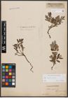 Foto von Salix aurita L. x Salix repens L.